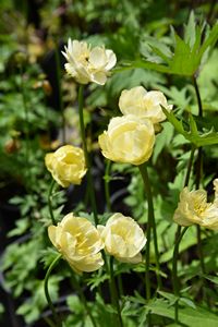 Trollius x cultorum New Moon
